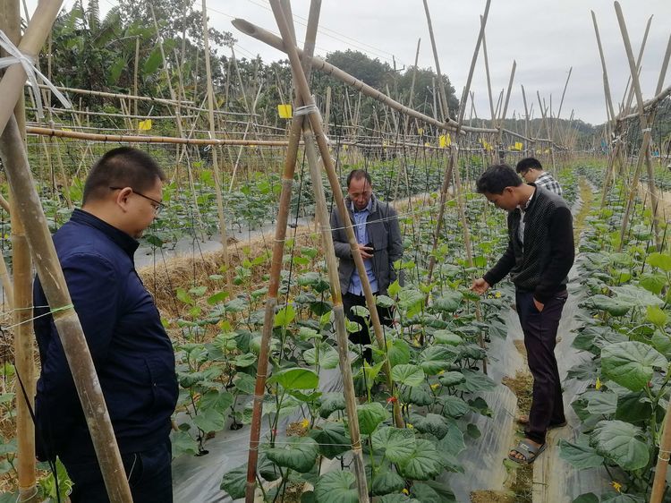青瓜苗莫名干裂壞死急壞農(nóng)戶 三亞農(nóng)技專家實地“把脈開方” 農(nóng)業(yè)技術(shù)研究
